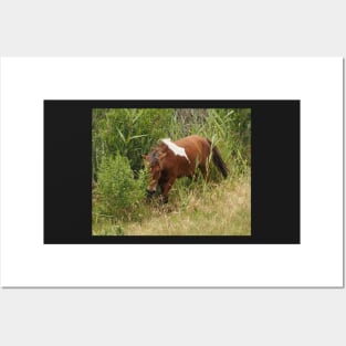 Assateague Pony in the Brush Posters and Art